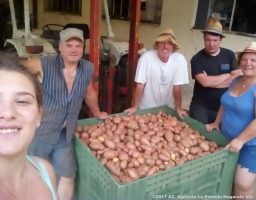 La raccolta delle patate
